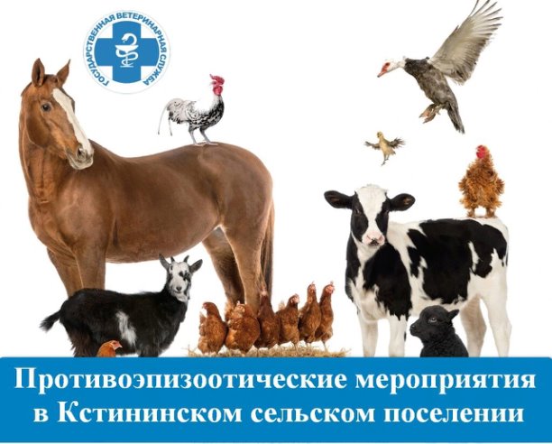 ТРЕБОВАНИЕ государственной ветеринарной службы о предоставлении животных для проведения 19.06.2025. ТРЕБОВАНИЕ государственной ветеринарной службы о предоставлении животных для проведения 19.06.2025.